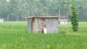 লোডশেডিংয়ে বোরো ধান নিয়ে শঙ্কায় কৃষক&nbsp;