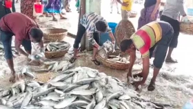 ইলিশে ট্রলার ভরে যাওয়ায় অর্ধেক জাল ফেলে আসলো জেলেরা