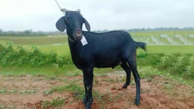 ছাগলে ফসল খাওয়াকে কেন্দ্র করে সংঘর্ষ, আহত ১০