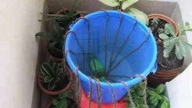 ঈদে বাড়ি যাচ্ছেন, গাছে পানি দেওয়ার ব্যবস্থা করে যান
