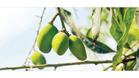 রাজশাহীতে আমের উৎপাদন কমতে পারে