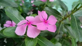 নয়নতারা শুধু দেখতেই সুন্দর নয় স্বাস্থ্যের জন্যও উপকারী