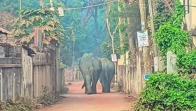 বন্যহাতির পায়ে পিষ্ট হয়ে কৃষকের মৃত্যু