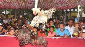 বগুড়ায় বৈশাখী মেলায় ঐতিহ্যবাহী মোরগ লড়াই