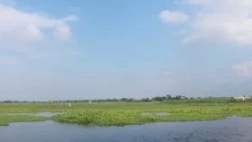 আড়িয়ল বিলে ধানক্ষেতে মিলল নিখোঁজ বৃদ্ধের লাশ