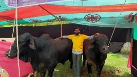 প্রাণী প্রদর্শনী মেলার প্রধান আকর্ষণ মামা-ভাগিনা