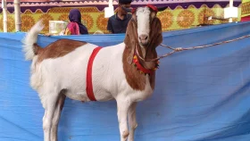 ঝন্টুর দাম লাখ টাকা