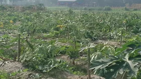 শত্রুতার বলি ৬০ বিঘা জমির পেঁপে গাছ