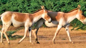 গাধার দুধের লিটার ৫০০০!