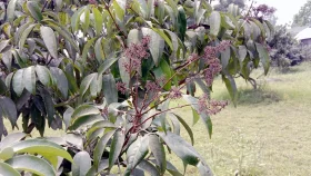 তাপদাহে পুড়ছে লিচুর মুকুল, ঝরে যাচ্ছে গুটি