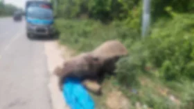 মহাসড়কের পাশে পড়েছিল মাথায় ক্ষত, দাঁত উঠানো মৃত হাতি