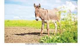 গাধা নিয়ে চীন-আফ্রিকা টানাটানি