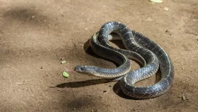 তীব্র গরমে সাপ বৃদ্ধি পায় যে কারণে
