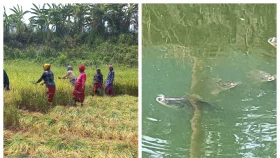 তাপে পুড়ছে মানুষ ঘেরে ভাসছে মাছ