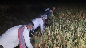 চাঁদের আলোয় ধান কাটছেন শরীয়তপুরের চাষিরা
