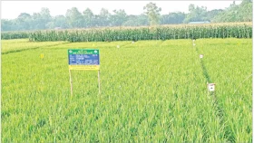 পোকা দমনে জাদুর ফাঁদ