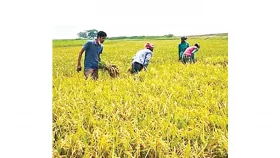 ধানের হিটশক প্রতিরোধে করণীয়