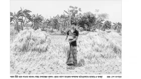 প্রণোদনার বীজে সর্বনাশ কুমিল্লার কৃষকদের