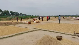 কেন বৃষ্টি চান না হাওরের কৃষকরা