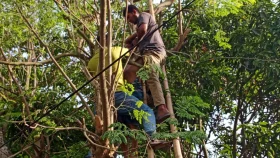 বিদ্যুৎস্পৃষ্ট হয়ে গাছেই ঝুলে রইলেন ভ্যানচালক