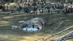 খালে ভাসল বাঘের লাশ, মারল কারা?