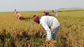 বৃষ্টির খবরে হাওরে ধান কাটার ধুম