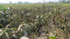 বৃষ্টি নেই পঞ্চগড়ে, বিপাকে চা চাষিরা