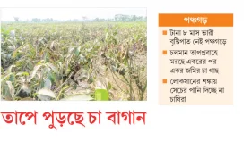 তাপে পুড়ছে চা বাগান