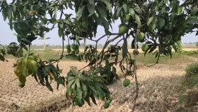 বৈরী আবহাওয়ায় আম-লিচুর ফলনে ধস নামার শঙ্কা