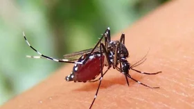 ডেঙ্গুতে ৩ জনের মৃত্যু, সবাই ঢাকার
