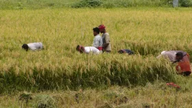 ধান কাটতে গিয়ে হিট স্ট্রোকে শ্রমিকের মৃত্যু