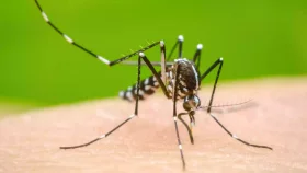 ২৪ ঘণ্টায় ডেঙ্গু আক্রান্ত আরও ৬ জন