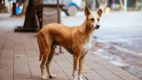 কুকুরের কামড়ে ক্ষতবিক্ষত স্কুলছাত্র, হাসপাতালে মৃত্যু