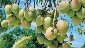 ২২ মে নওগাঁয় আম পাড়া শুরু