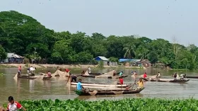হালদায় নমুনা ডিম ছাড়ছে মা মাছ