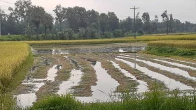 পানিতে ভাসছে কৃষকের স্বপ্ন