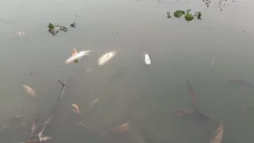 দ্বন্দ্বের বিষে মরল ১৬ লাখ টাকার মাছ