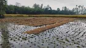 টানা বৃষ্টিতে কাটা ধান নিয়ে বিপাকে কৃষক&nbsp;