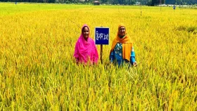 &lsquo;ডায়াবেটিক ধান&rsquo; চাষে সফল কৃষক