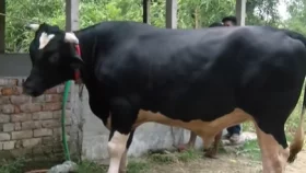 গরু ডিগবাজি দেয় তাই নাম জায়েদ খান!