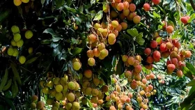 লিচুর রাজ্য বিজয়নগর