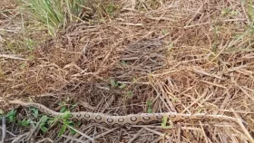 সাতক্ষীরায় সীমান্ত এলাকায় রাসেলস ভাইপার আতঙ্ক