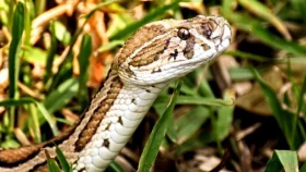 রাসেলস ভাইপার মানিকগঞ্জে এলো কীভাবে?