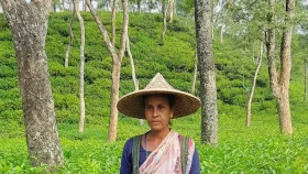 চা পাতা তুলে জীবন পার জেসমিনের&nbsp;