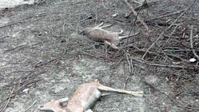 ১৭ বছরে ১২ ঘূর্ণিঝড়, বন্যপ্রাণীর প্রাণহানি বেশি রিমালে