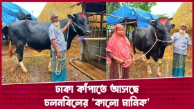 ঢাকার হাট কাঁপাতে আসছে চলনবিলের কালো মানিক