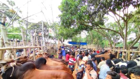কুমারখালীতে জমে উঠেছে পশুরহাট