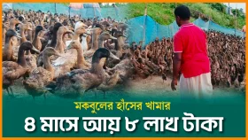 মকবুলের হাঁসের খামার, ৪ মাসে আয় ৮ লাখ টাকা