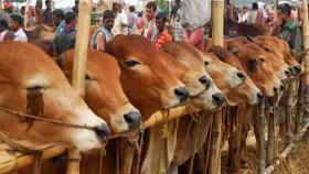 মহাসড়কে ট্রাক থামিয়ে গরু লুট