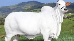 বিশ্বের সবচেয়ে দামি গরু